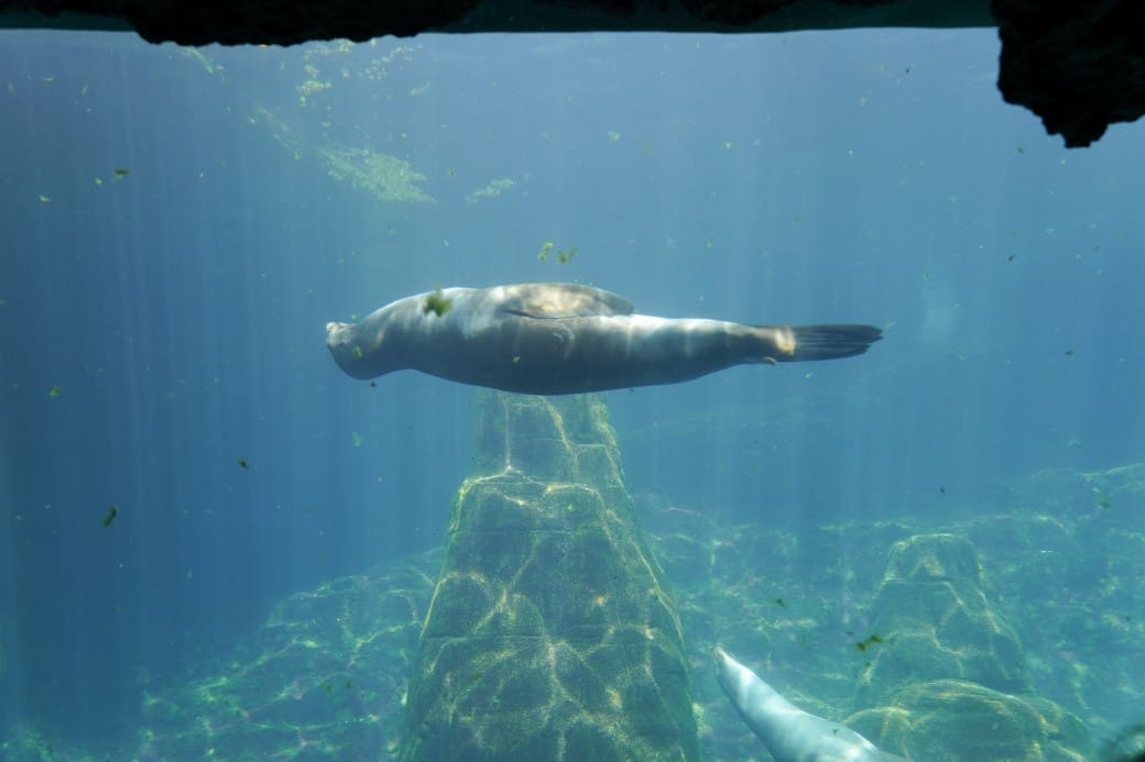 花蓮遠雄海洋公園攻略｜必玩設施，夜宿資訊，KLOOK門票優惠資訊