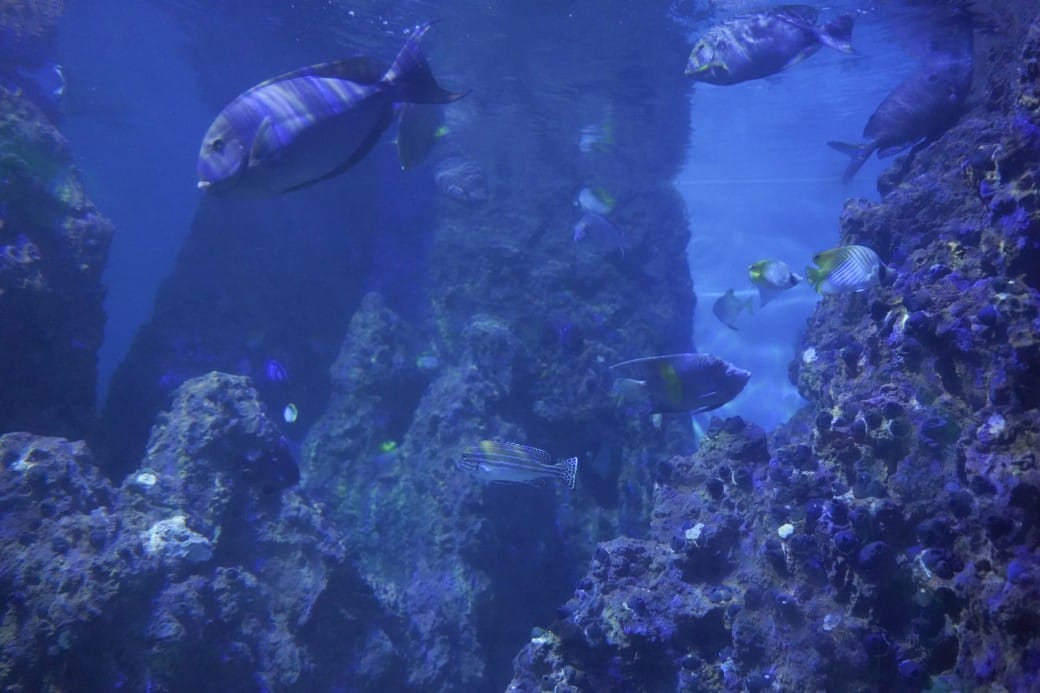 花蓮遠雄海洋公園攻略｜必玩設施，夜宿資訊，KLOOK門票優惠資訊