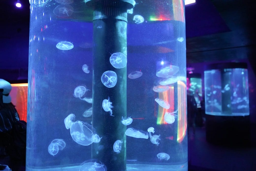 花蓮遠雄海洋公園攻略｜必玩設施，夜宿資訊，KLOOK門票優惠資訊