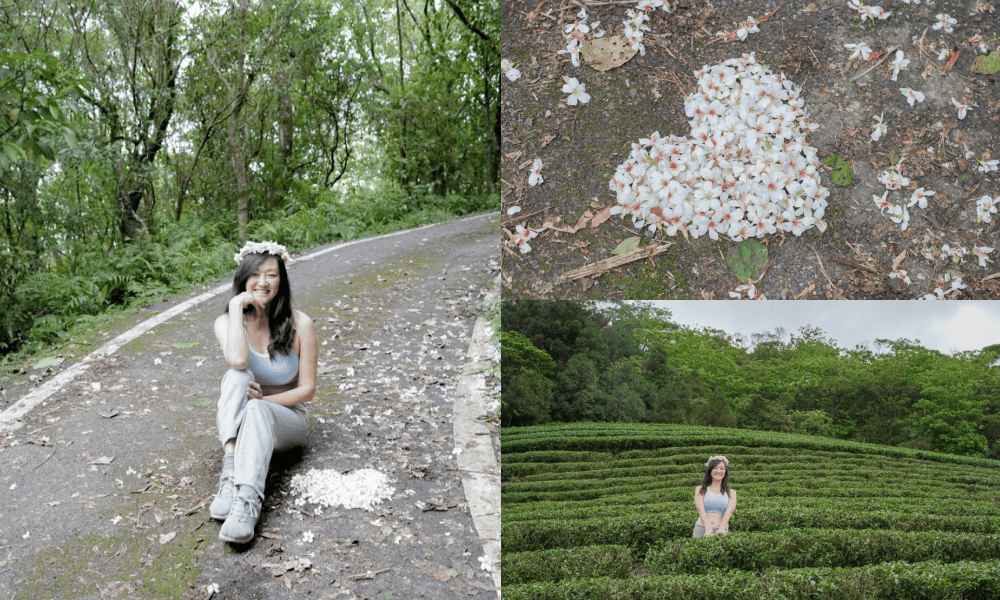 新北石碇桐花步道，賞桐花秘境加上絕美茶園層層山巒，賞桐景點公開！