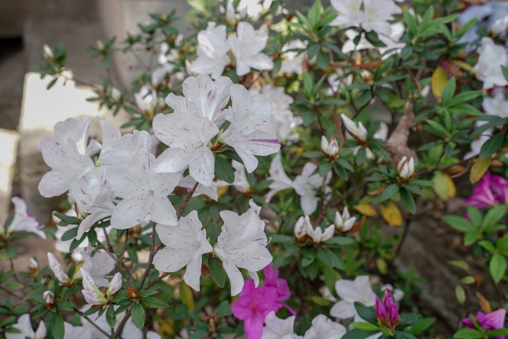 北投秘境，三軍總醫院北投分院也有免費溫泉泡腳池！