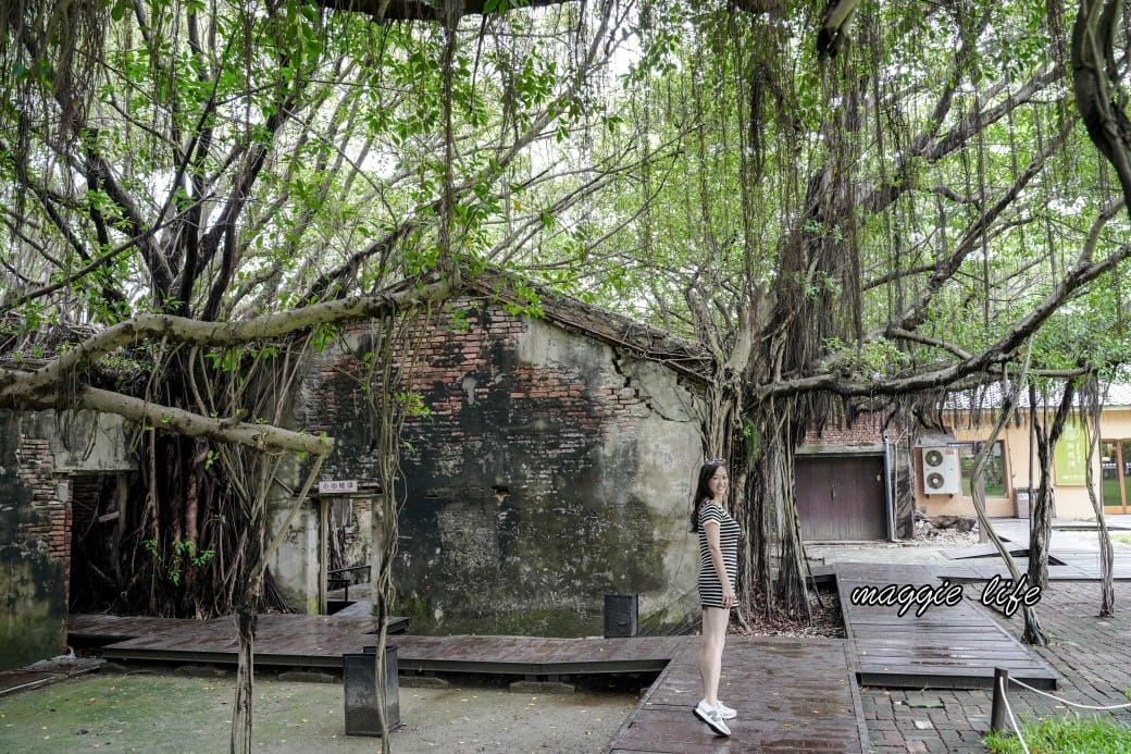 台南安平樹屋｜樹屋咖啡館，安平老街裡的老樹區世外桃源，朱玖瑩故居，布滿樹根的空橋步道，優惠門票，台南一日遊