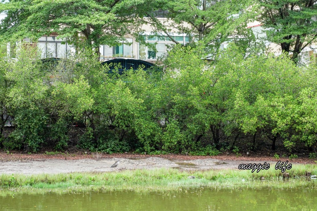 台南安平樹屋｜樹屋咖啡館，安平老街裡的老樹區世外桃源，朱玖瑩故居，布滿樹根的空橋步道，優惠門票，台南一日遊