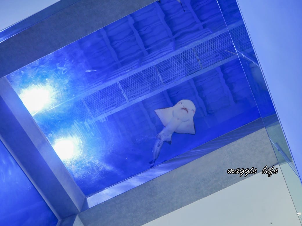 基隆親子景點|基隆潮境智能海洋館攻略,超強超大水族缸,門票優惠! - 第27張圖 基隆親子景點|基隆潮境智能海洋館攻略,超強超大水族缸,門票優惠!