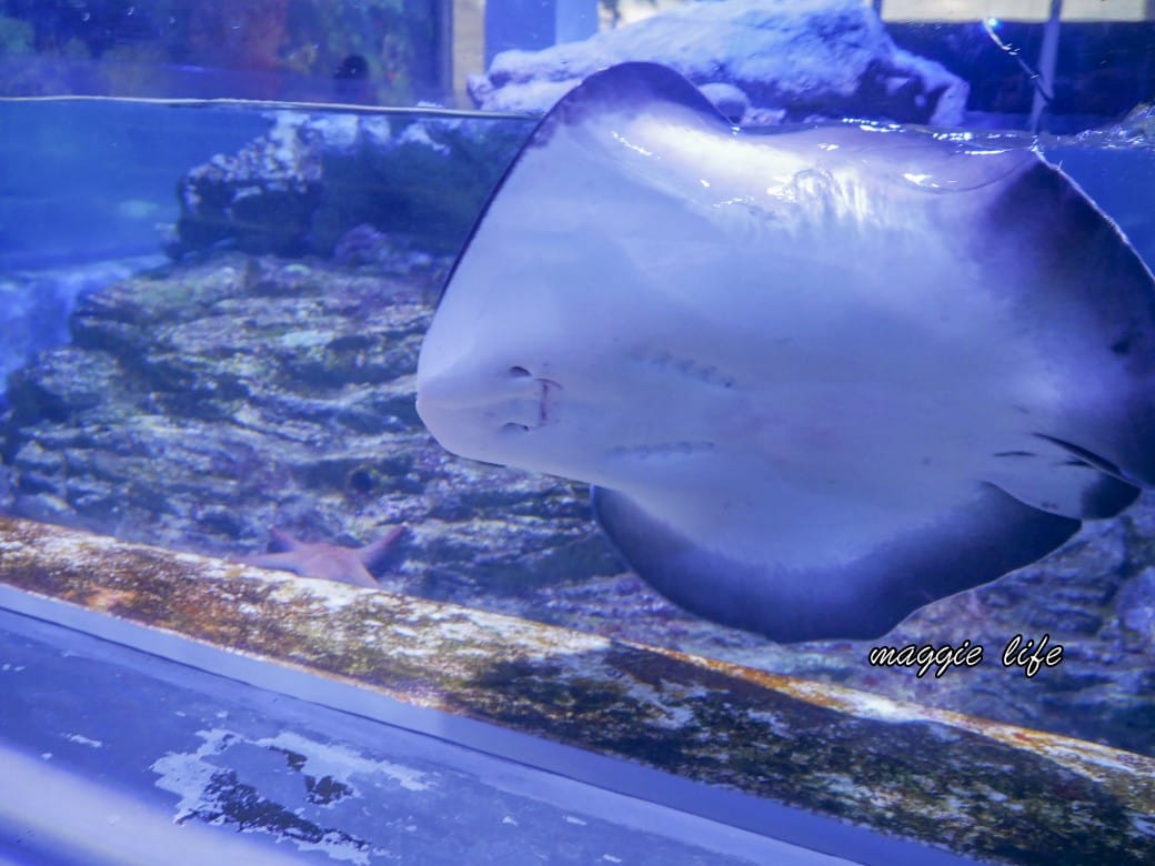 基隆親子景點｜基隆潮境智能海洋館攻略，超強超大水族缸，門票優惠！