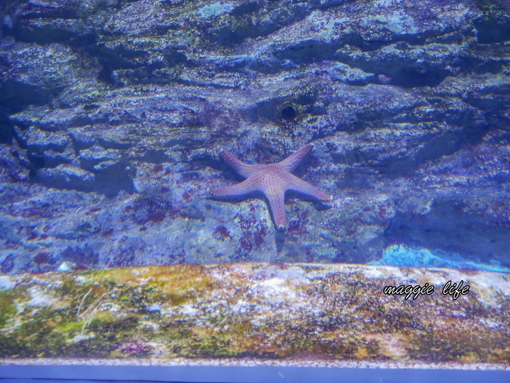 基隆親子景點｜基隆潮境智能海洋館攻略，超強超大水族缸，門票優惠！