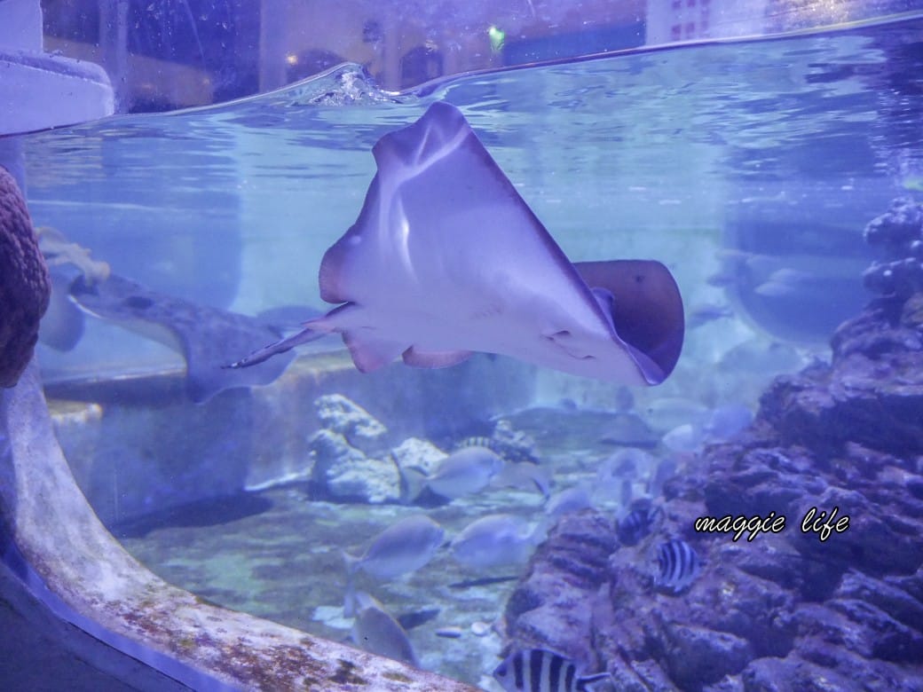 基隆親子景點｜基隆潮境智能海洋館攻略，超強超大水族缸，門票優惠！