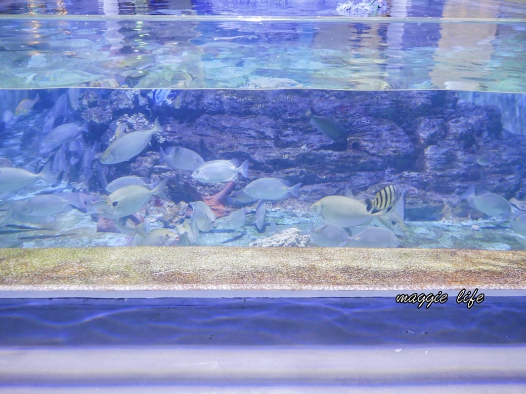 基隆親子景點｜基隆潮境智能海洋館攻略，超強超大水族缸，門票優惠！