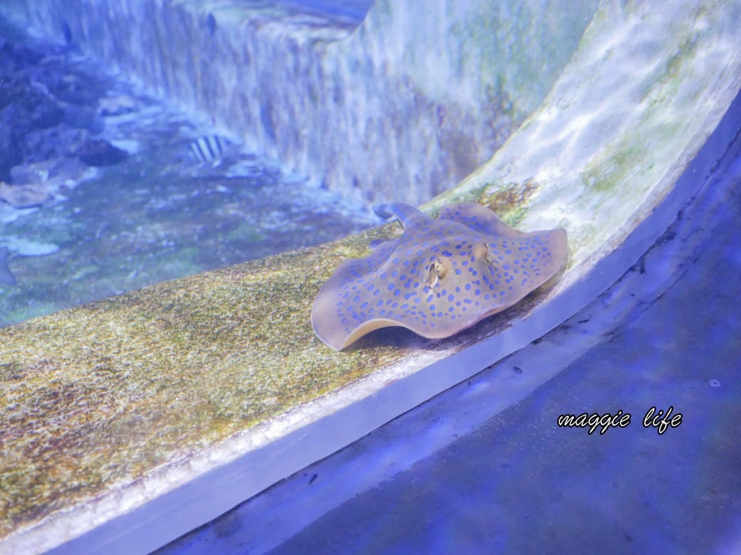 基隆親子景點｜基隆潮境智能海洋館攻略，超強超大水族缸，門票優惠！
