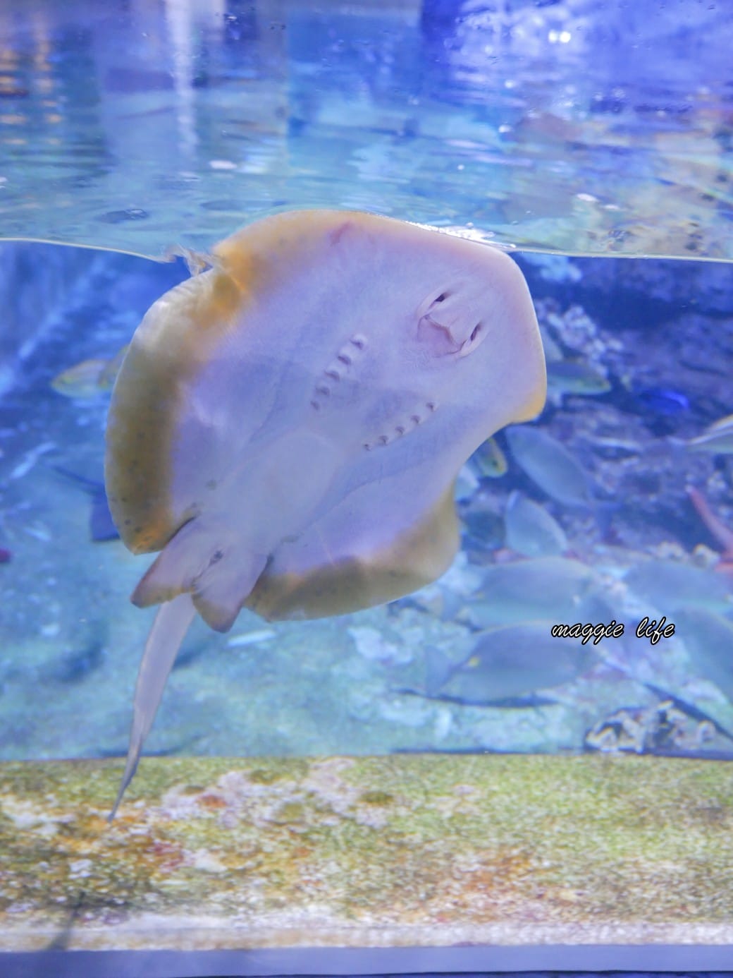 基隆親子景點|基隆潮境智能海洋館攻略,超強超大水族缸,門票優惠! - 第33張圖 基隆親子景點|基隆潮境智能海洋館攻略,超強超大水族缸,門票優惠!