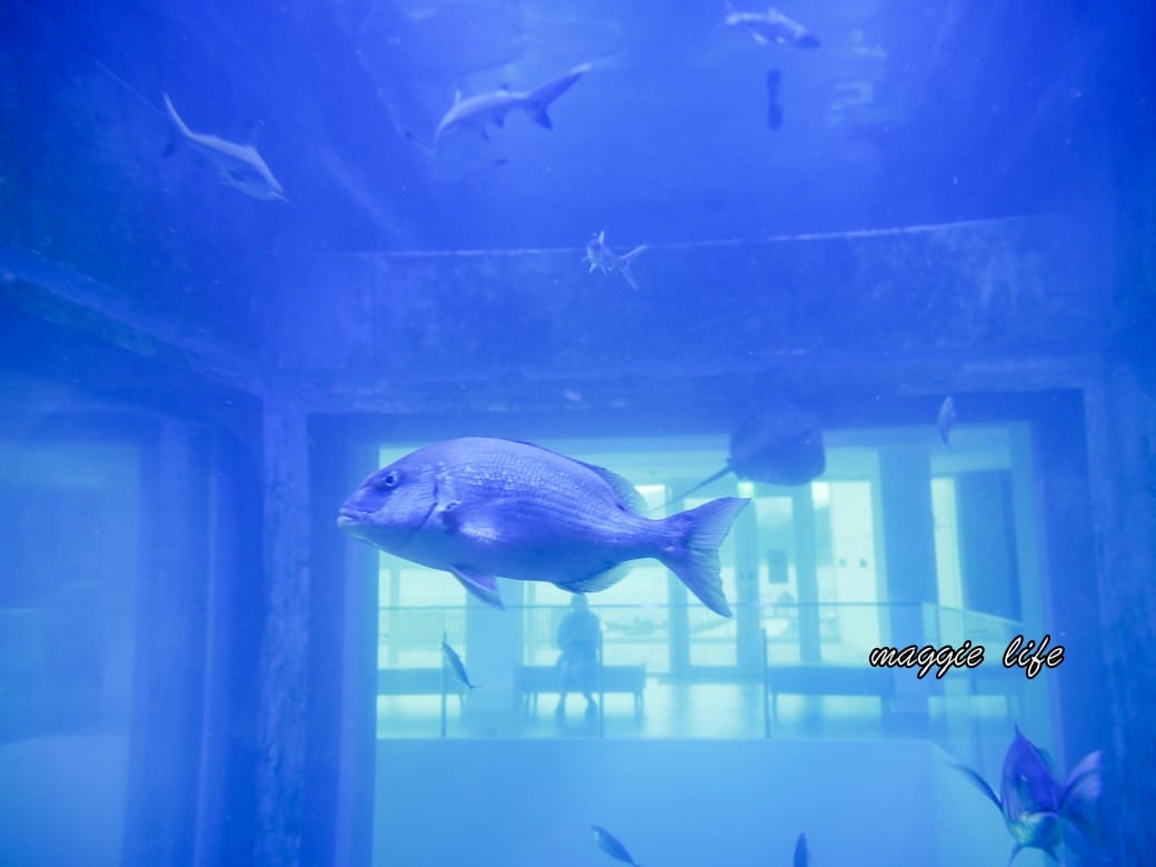 基隆親子景點｜基隆潮境智能海洋館攻略，超強超大水族缸，門票優惠！