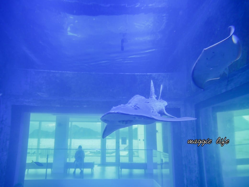 基隆親子景點|基隆潮境智能海洋館攻略,超強超大水族缸,門票優惠! - 第36張圖 基隆親子景點|基隆潮境智能海洋館攻略,超強超大水族缸,門票優惠!