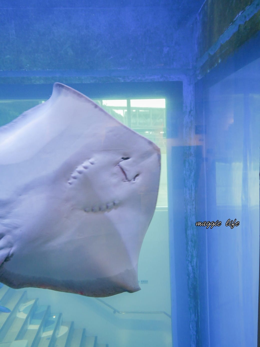 基隆親子景點|基隆潮境智能海洋館攻略,超強超大水族缸,門票優惠! - 第37張圖 基隆親子景點|基隆潮境智能海洋館攻略,超強超大水族缸,門票優惠!
