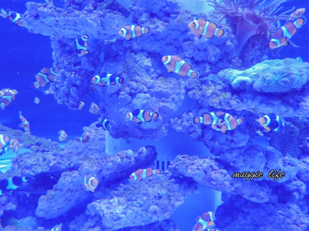 基隆親子景點｜基隆潮境智能海洋館攻略，超強超大水族缸，門票優惠！