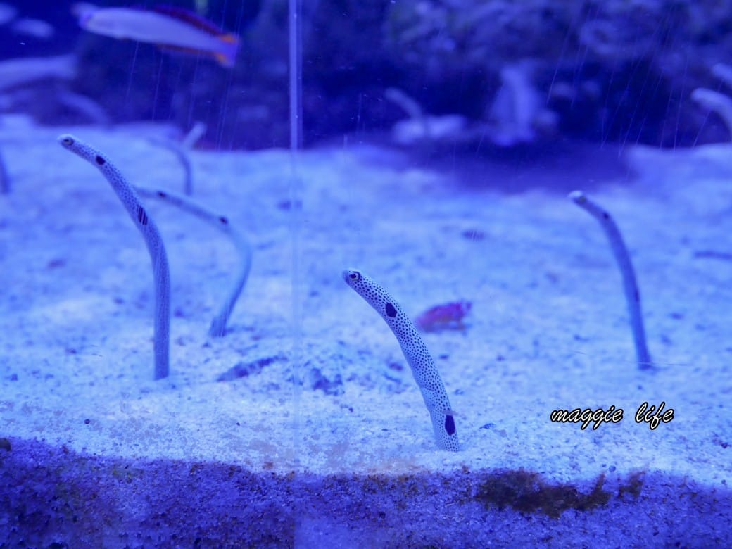 基隆親子景點｜基隆潮境智能海洋館攻略，超強超大水族缸，門票優惠！