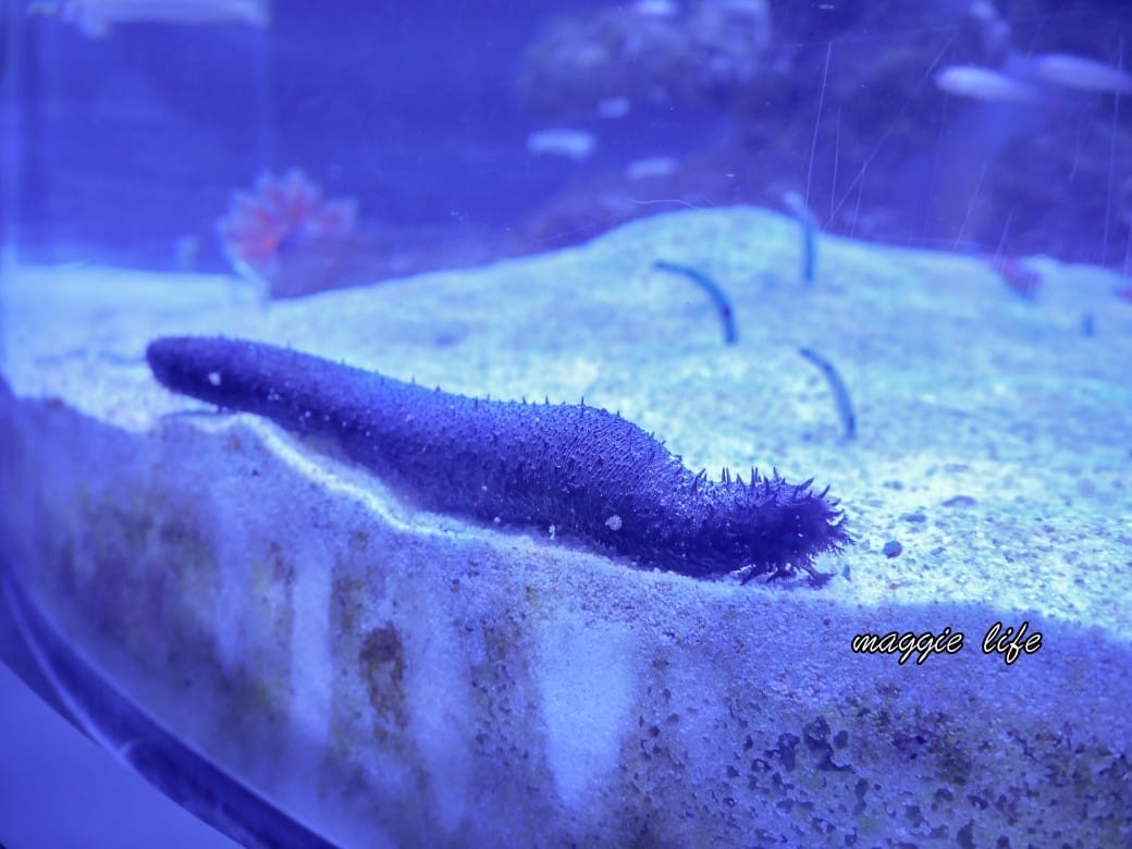 基隆親子景點｜基隆潮境智能海洋館攻略，超強超大水族缸，門票優惠！