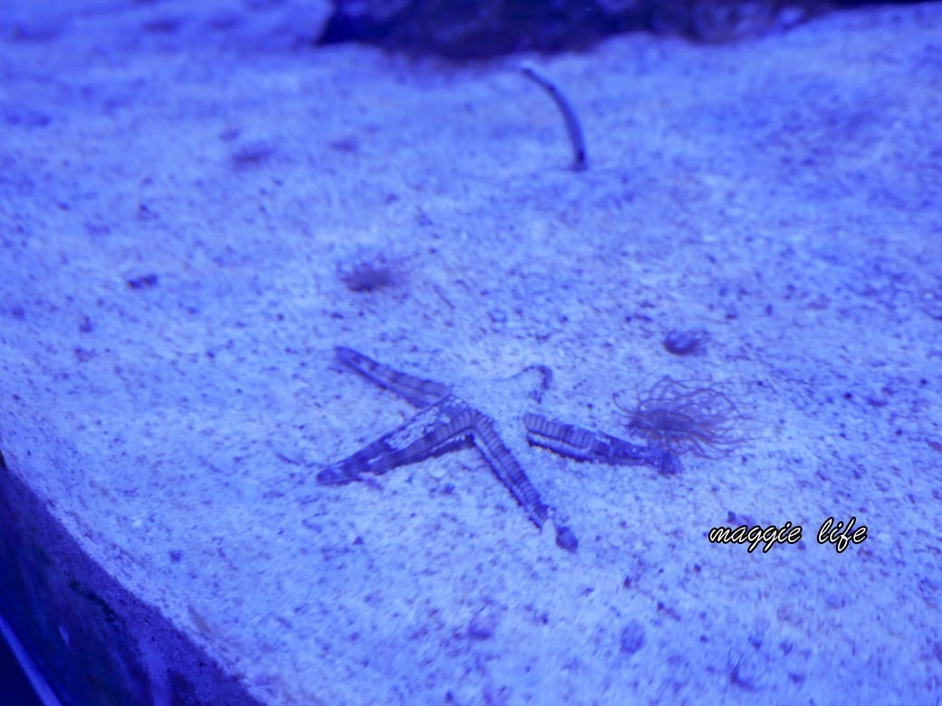 基隆親子景點｜基隆潮境智能海洋館攻略，超強超大水族缸，門票優惠！
