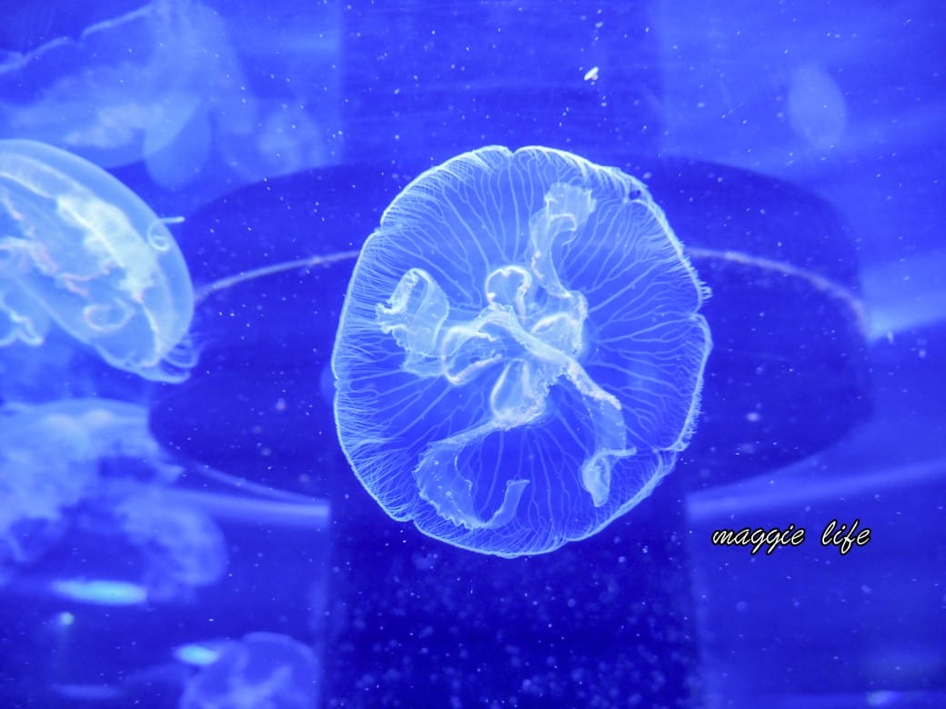 基隆親子景點｜基隆潮境智能海洋館攻略，超強超大水族缸，門票優惠！