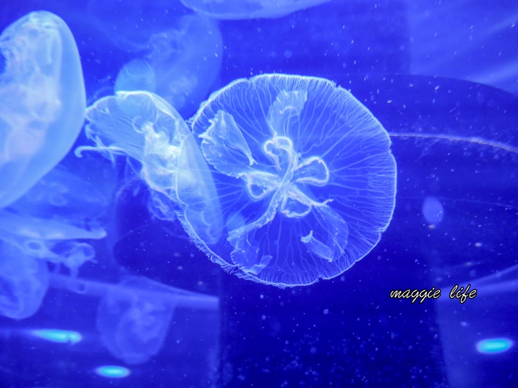 基隆親子景點｜基隆潮境智能海洋館攻略，超強超大水族缸，門票優惠！