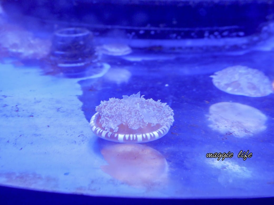 基隆親子景點|基隆潮境智能海洋館攻略,超強超大水族缸,門票優惠! - 第48張圖 基隆親子景點|基隆潮境智能海洋館攻略,超強超大水族缸,門票優惠!