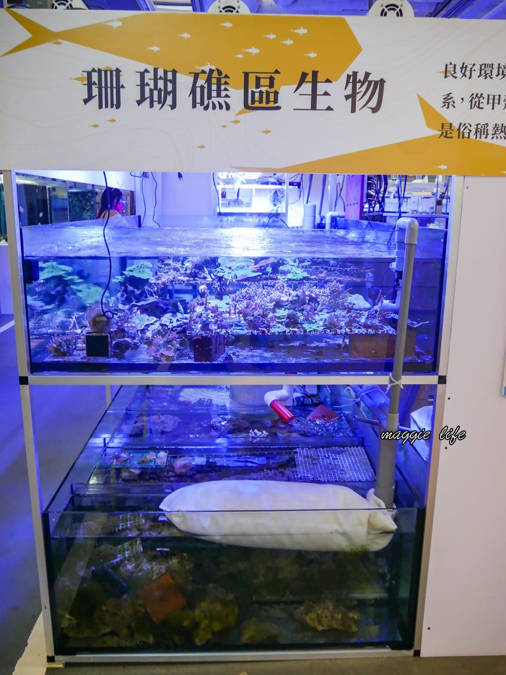 基隆親子景點｜基隆潮境智能海洋館攻略，超強超大水族缸，門票優惠！