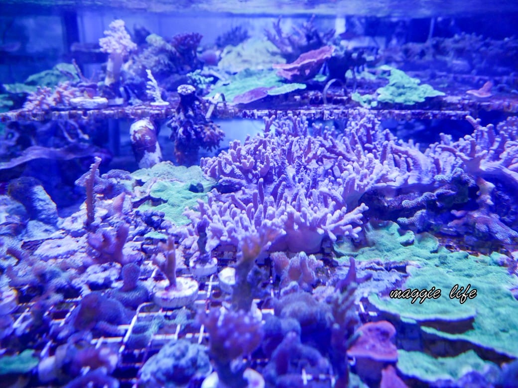 基隆親子景點｜基隆潮境智能海洋館攻略，超強超大水族缸，門票優惠！