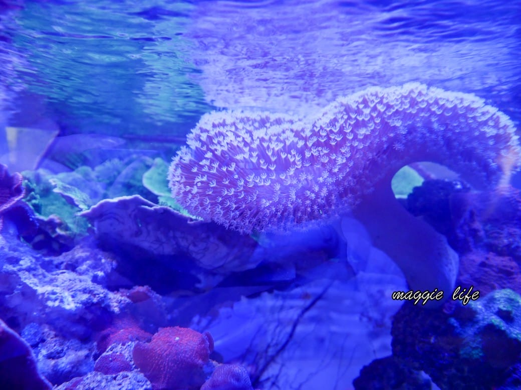 基隆親子景點｜基隆潮境智能海洋館攻略，超強超大水族缸，門票優惠！