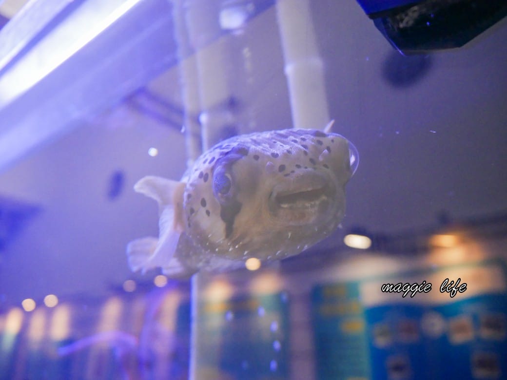 基隆親子景點｜基隆潮境智能海洋館攻略，超強超大水族缸，門票優惠！