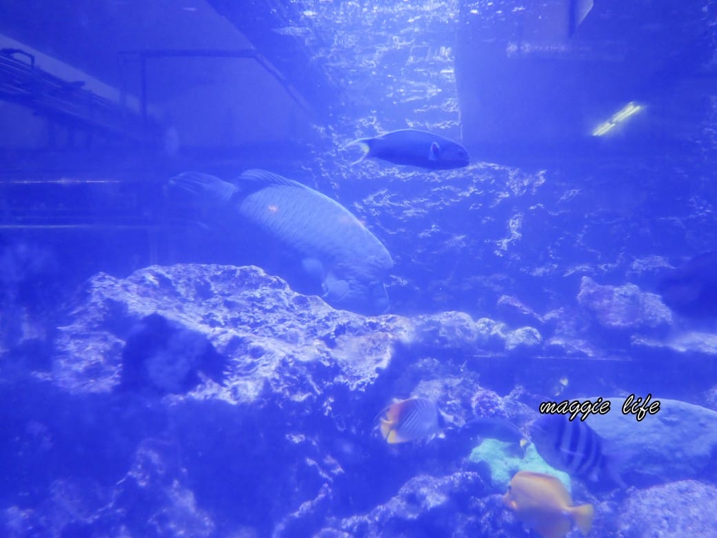 基隆親子景點｜基隆潮境智能海洋館攻略，超強超大水族缸，門票優惠！