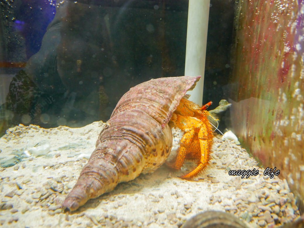 基隆親子景點｜基隆潮境智能海洋館攻略，超強超大水族缸，門票優惠！