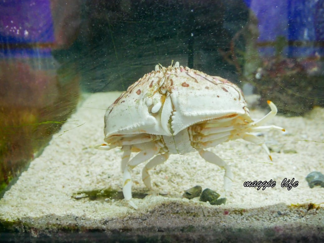 基隆親子景點｜基隆潮境智能海洋館攻略，超強超大水族缸，門票優惠！