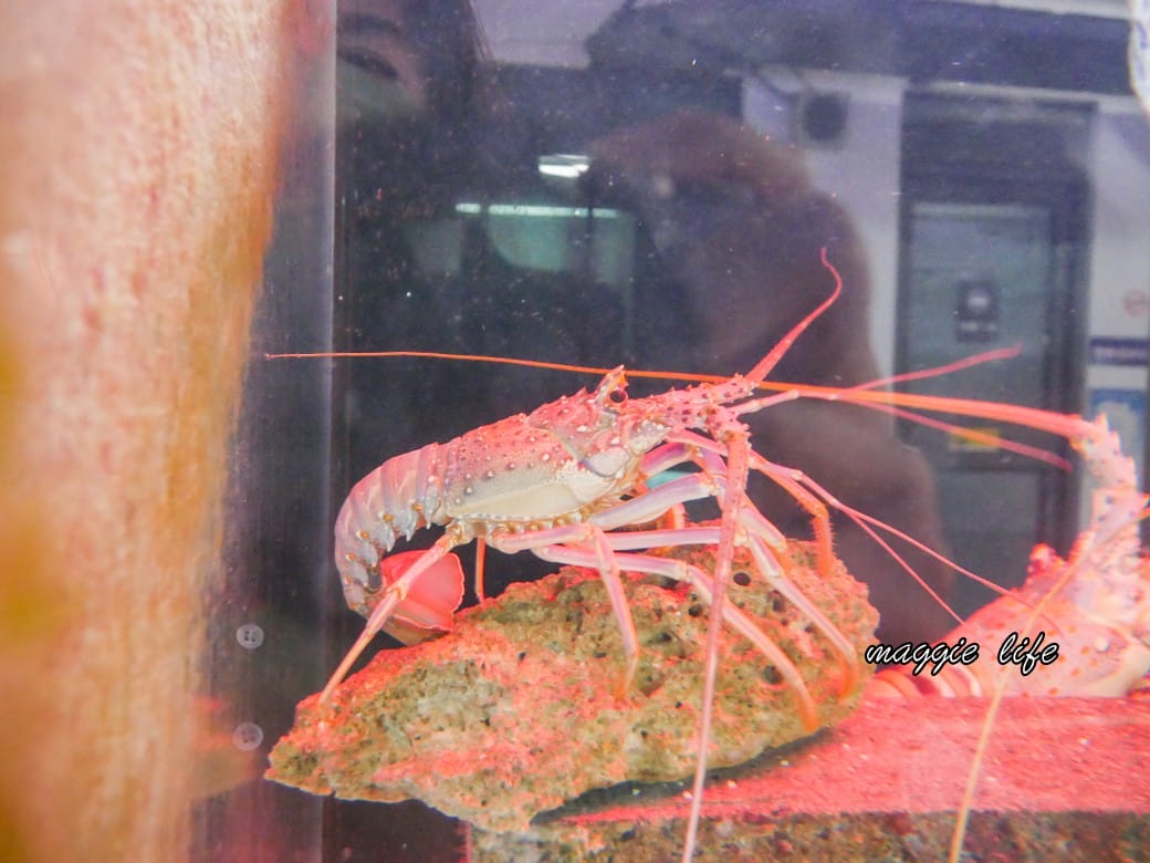 基隆親子景點｜基隆潮境智能海洋館攻略，超強超大水族缸，門票優惠！