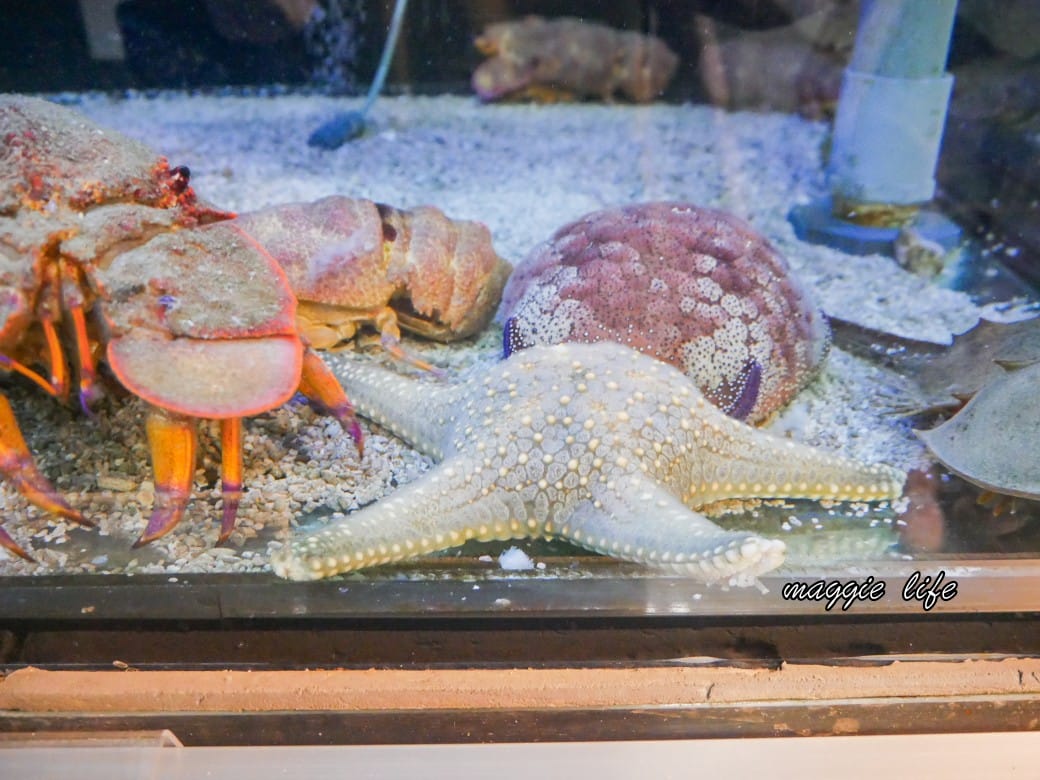 基隆親子景點|基隆潮境智能海洋館攻略,超強超大水族缸,門票優惠! - 第73張圖 基隆親子景點|基隆潮境智能海洋館攻略,超強超大水族缸,門票優惠!