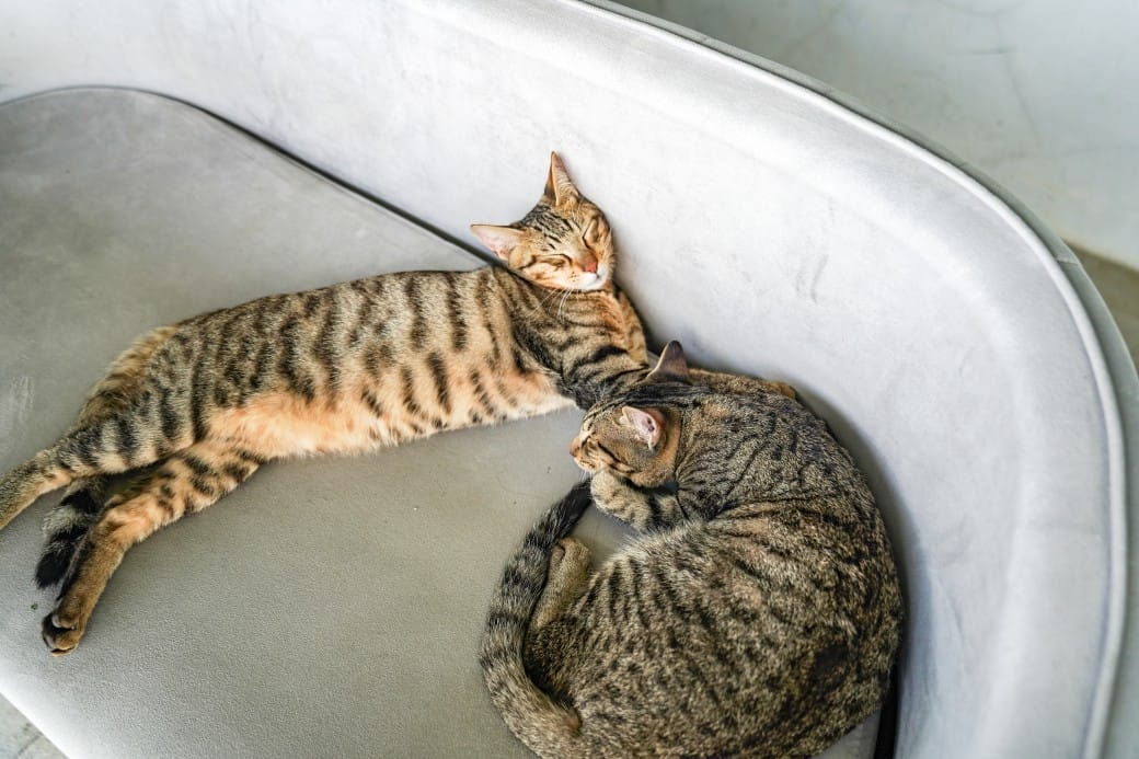 貓禾景觀咖啡｜桃園乳姑山夜景餐廳，貓禾咖啡山上的玻璃泡泡屋景觀咖啡廳， 180度景觀遠眺101，百萬夜景超迷人，約會景點