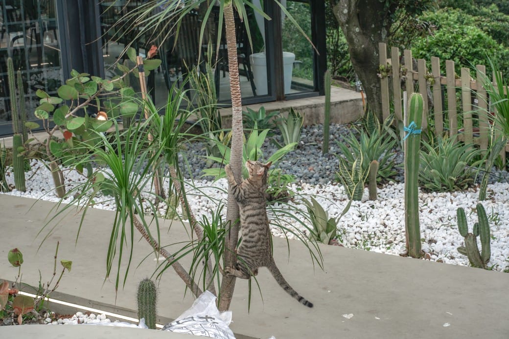 貓禾景觀咖啡｜桃園乳姑山夜景餐廳，貓禾咖啡山上的玻璃泡泡屋景觀咖啡廳， 180度景觀遠眺101，百萬夜景超迷人，約會景點