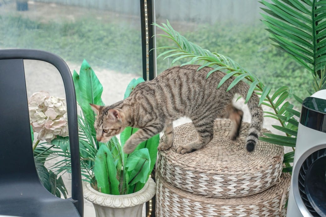 貓禾景觀咖啡｜桃園乳姑山夜景餐廳，貓禾咖啡山上的玻璃泡泡屋景觀咖啡廳， 180度景觀遠眺101，百萬夜景超迷人，約會景點