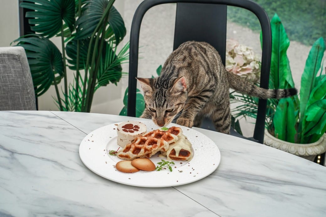 貓禾景觀咖啡｜桃園乳姑山夜景餐廳，貓禾咖啡山上的玻璃泡泡屋景觀咖啡廳， 180度景觀遠眺101，百萬夜景超迷人，約會景點