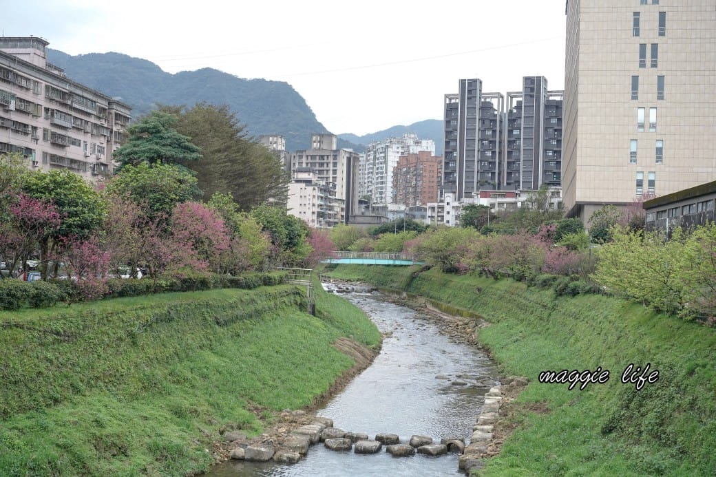 新北汐止櫻花景點｜汐止康誥坑溪畔櫻花大道，汐科火車站10分鐘，平地就有大片櫻花步道
