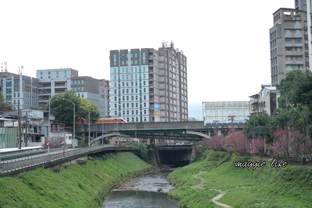 新北汐止櫻花景點｜汐止康誥坑溪畔櫻花大道，汐科火車站10分鐘，平地就有大片櫻花步道