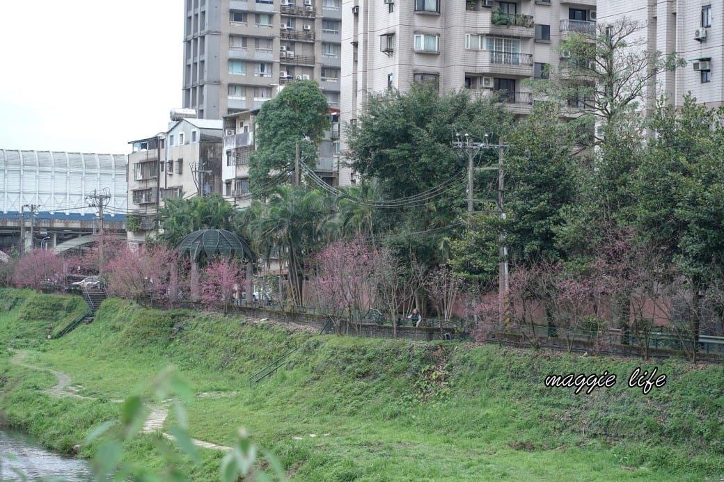 新北汐止櫻花景點｜汐止康誥坑溪畔櫻花大道，汐科火車站10分鐘，平地就有大片櫻花步道