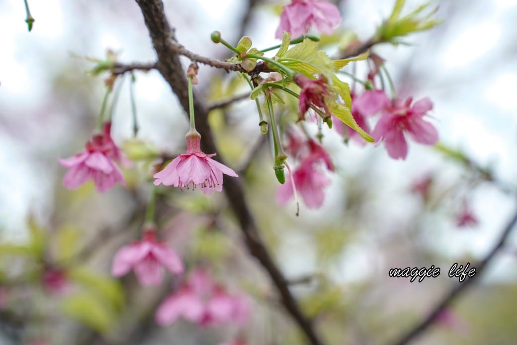 新北汐止櫻花景點｜汐止康誥坑溪畔櫻花大道，汐科火車站10分鐘，平地就有大片櫻花步道