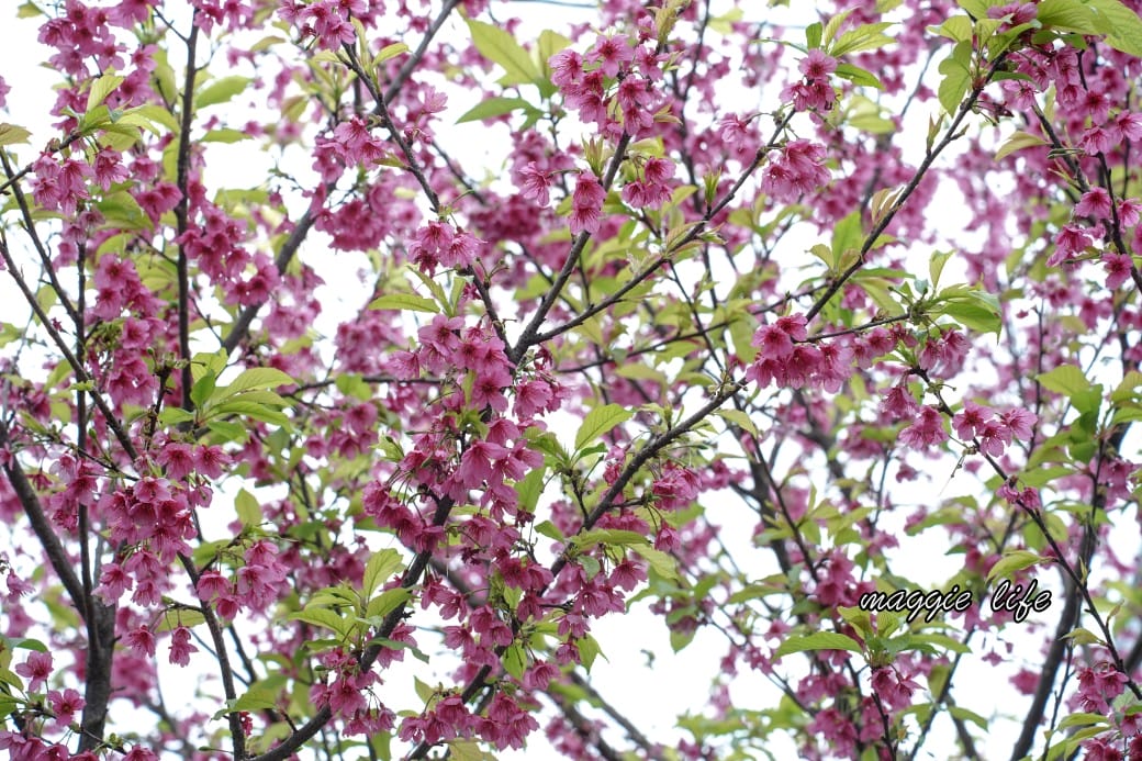 新北汐止櫻花景點｜汐止康誥坑溪畔櫻花大道，汐科火車站10分鐘，平地就有大片櫻花步道