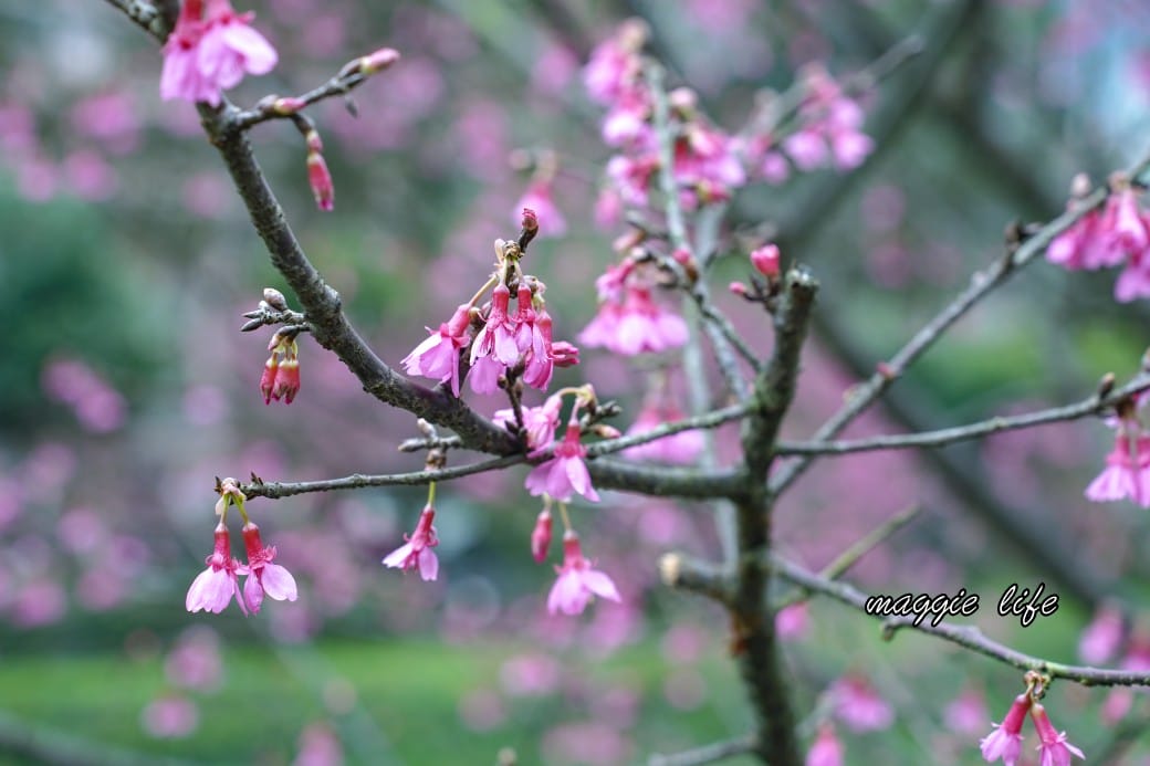 新北汐止櫻花景點｜汐止康誥坑溪畔櫻花大道，汐科火車站10分鐘，平地就有大片櫻花步道