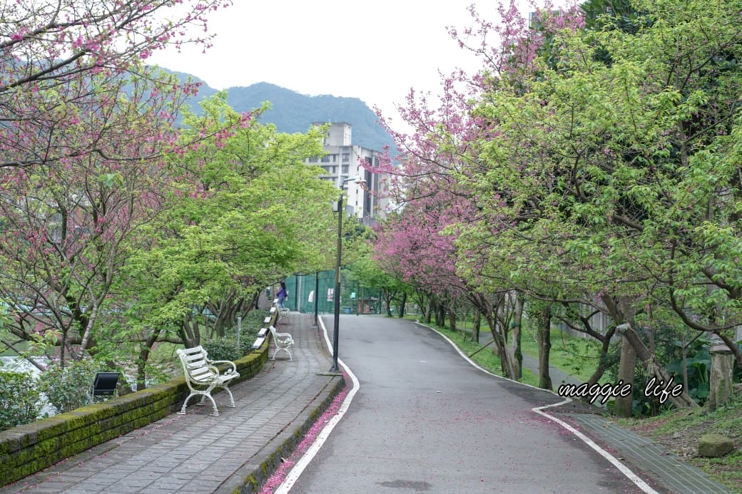 新北汐止櫻花景點｜汐止康誥坑溪畔櫻花大道，汐科火車站10分鐘，平地就有大片櫻花步道