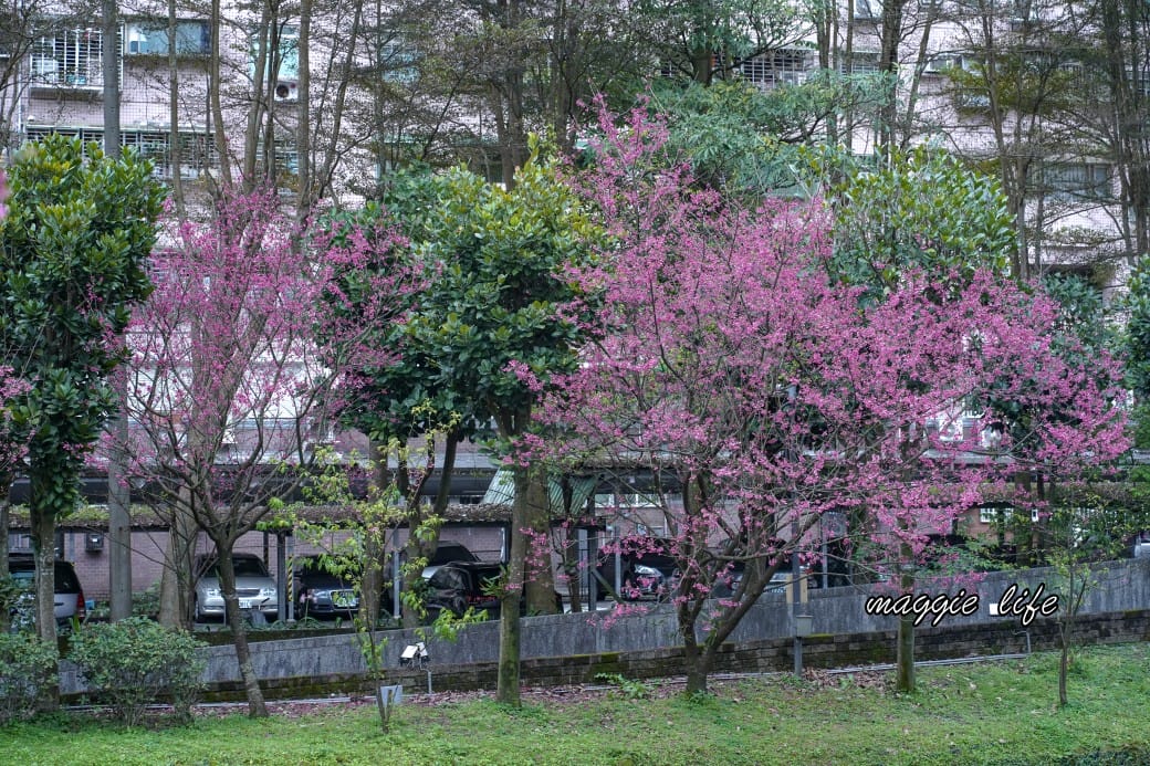 新北汐止櫻花景點|汐止康誥坑溪畔櫻花大道,汐科火車站10分鐘,平地就有大片櫻花步道 - 第18張圖 新北汐止櫻花景點|汐止康誥坑溪畔櫻花大道,汐科火車站10分鐘,平地就有大片櫻花步道
