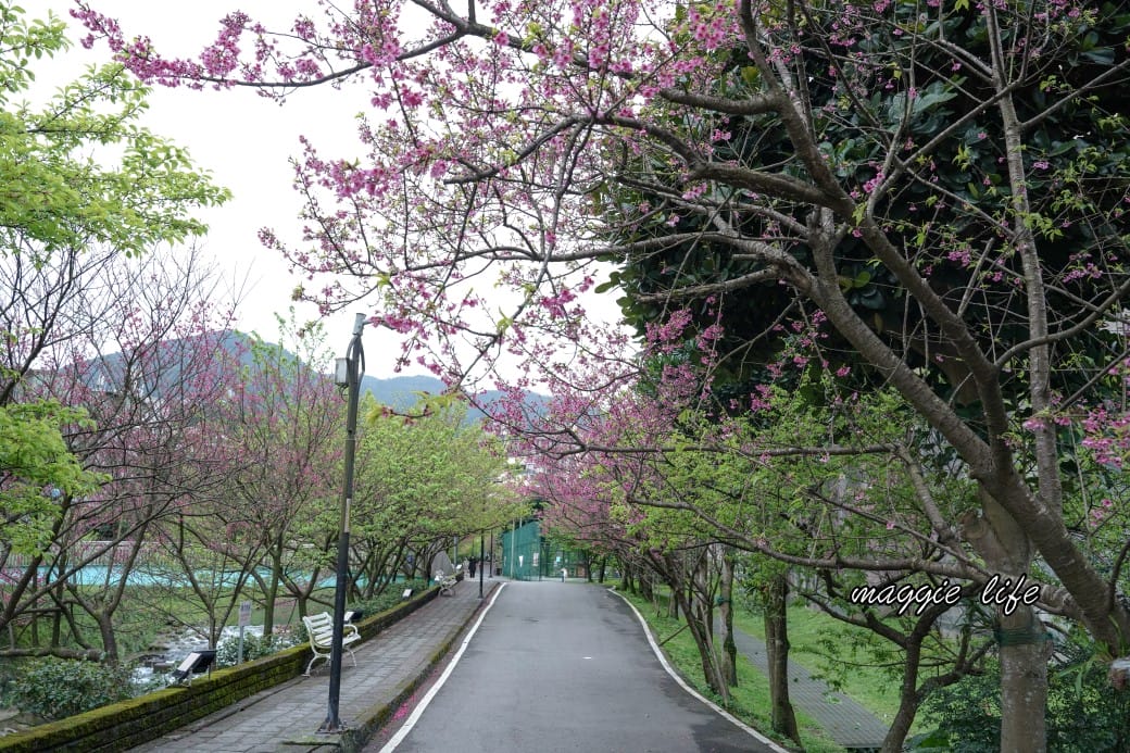 新北汐止櫻花景點｜汐止康誥坑溪畔櫻花大道，汐科火車站10分鐘，平地就有大片櫻花步道