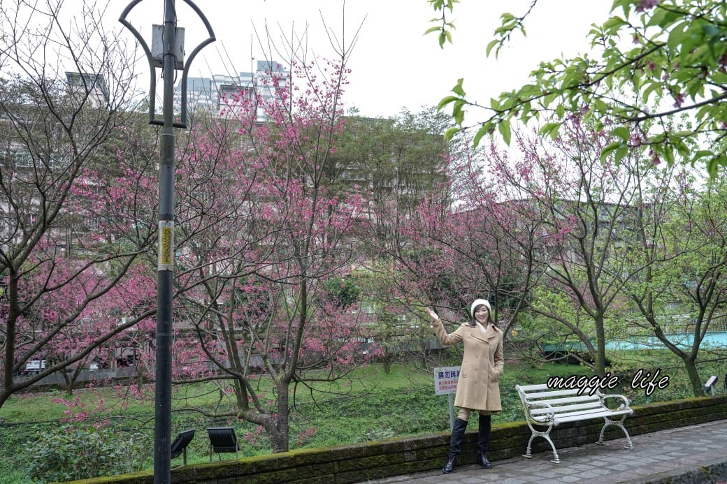 新北汐止櫻花景點|汐止康誥坑溪畔櫻花大道,汐科火車站10分鐘,平地就有大片櫻花步道 - 第19張圖 新北汐止櫻花景點|汐止康誥坑溪畔櫻花大道,汐科火車站10分鐘,平地就有大片櫻花步道