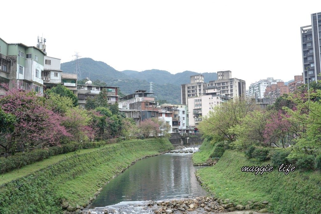 新北汐止櫻花景點｜汐止康誥坑溪畔櫻花大道，汐科火車站10分鐘，平地就有大片櫻花步道