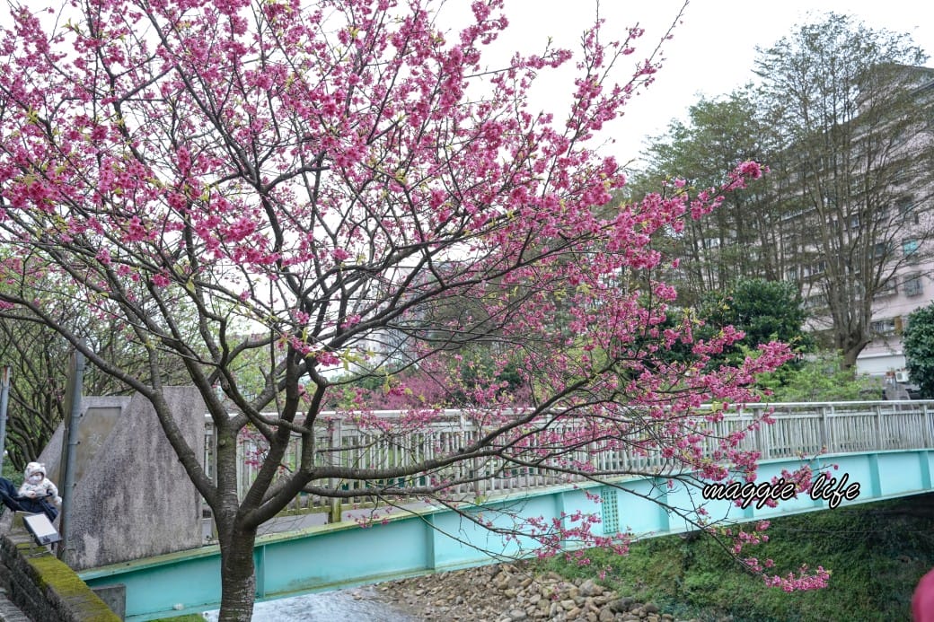 新北汐止櫻花景點｜汐止康誥坑溪畔櫻花大道，汐科火車站10分鐘，平地就有大片櫻花步道