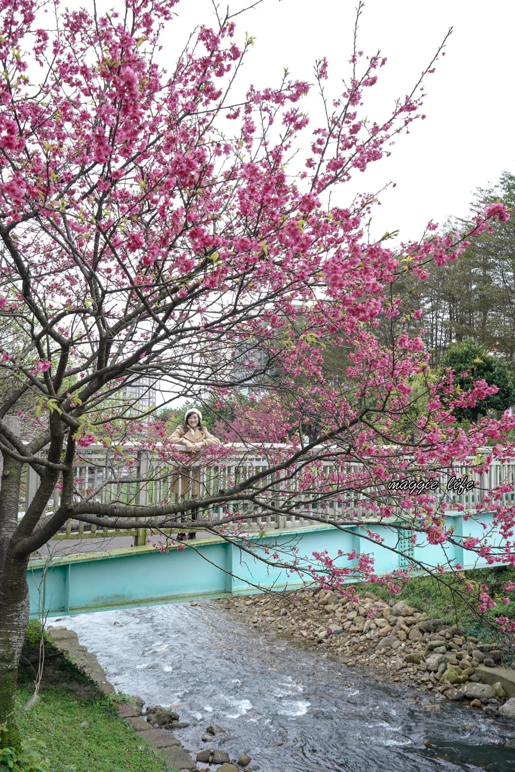 新北汐止櫻花景點|汐止康誥坑溪畔櫻花大道,汐科火車站10分鐘,平地就有大片櫻花步道 - 第25張圖 新北汐止櫻花景點|汐止康誥坑溪畔櫻花大道,汐科火車站10分鐘,平地就有大片櫻花步道